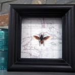 African Wasp Map Shadow Box