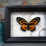Tigerwing Butterfly Map Shadow Box