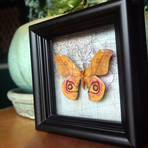 Suraka Silk Moth Map Shadow Box