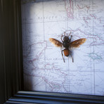 African Wasp Map Shadow Box