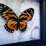 Tigerwing Butterfly Map Shadow Box