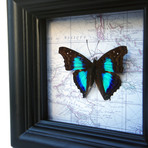 Sapphire Butterfly Map Shadow Box