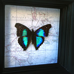 Sapphire Butterfly Map Shadow Box