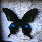 Peacock Butterfly Map Shadow Box