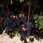 Eight Varietal Bundle at Home Wine Tasting - Estate, Reserve & Centennial // Set of 8
