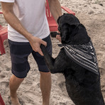 Sandbar Hybrid Boardshorts // Black (38)