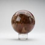 Polished Petrified Wood Sphere + Acrylic Display Ring