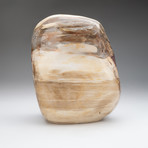 Polished Petrified Wood Freeform v.1