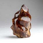 Polished Petrified Wood Flame Freeform