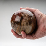 Polished Petrified Wood Sphere + Acrylic Display Ring