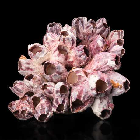 Natural Purple Acorn Barnacle Cluster