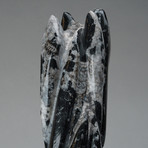 Polished Orthoceras Fossil Statue v.2