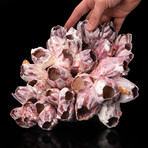 Natural Purple Acorn Barnacle Cluster