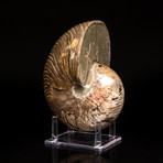 Polished Opalized Ammonite Fossil v.2