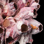 Natural Purple Acorn Barnacle Cluster