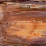Polished Petrified Wood Freeform v.1