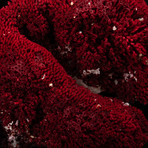 Natural Red Pipe Organ Coral