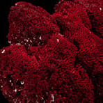 Natural Red Pipe Organ Coral