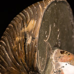 Polished Opalized Ammonite Fossil v.2