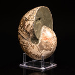 Polished Opalized Ammonite Fossil v.1