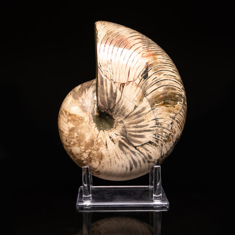 Polished Opalized Ammonite Fossil v.1