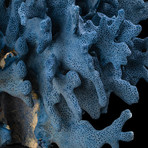 Natural Blue Ridge Coral
