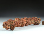 Ancient Fossilized Coprolite (from Turtle)