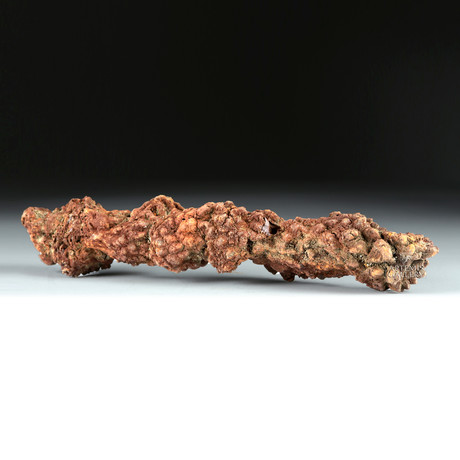 Ancient Fossilized Coprolite (from Turtle)