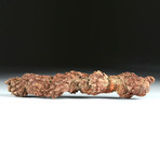 Ancient Fossilized Coprolite (from Turtle)