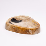 Polished Edge Petrified Wood Bowl