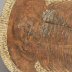 Genuine Andalusiana Paradoxides Trilobite