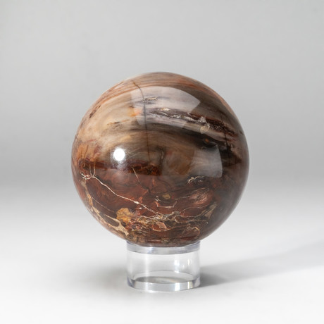 Genuine Polished Petrified Wood Sphere + Acrylic Display Stand