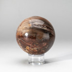 Genuine Polished Petrified Wood Sphere + Acrylic Display Stand