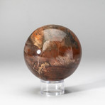 Genuine Polished Petrified Wood Sphere + Acrylic Display Stand