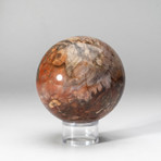 Genuine Polished Petrified Wood Sphere + Acrylic Display Stand