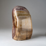 Genuine Polished Petrified Wood Freeform v.2