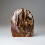 Genuine Polished Petrified Wood Freeform v.1