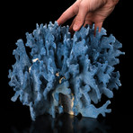 Natural Blue Ridge Coral