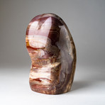 Genuine Polished Petrified Wood Freeform v.2