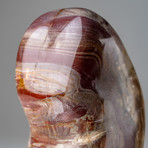 Genuine Polished Petrified Wood Freeform v.2