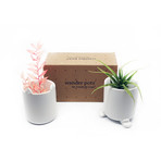 Wander Pots // Trio Collection // Set of 6