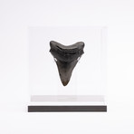 Fossil Megalodon Tooth // M9