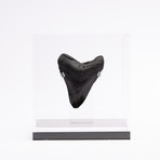 Fossil Megalodon Tooth // M6