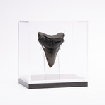 Fossil Megalodon Tooth // M9