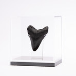 Fossil Megalodon Tooth // M6