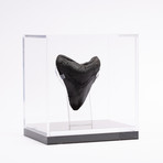 Fossil Megalodon Tooth // M6