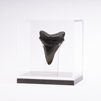 Fossil Megalodon Tooth // M9