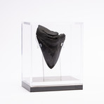 Fossil Megalodon Tooth // CH4