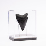 Fossil Megalodon Tooth // CH2