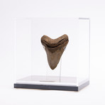 Fossil Megalodon Tooth // G19